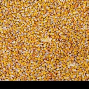 Yellow Maize