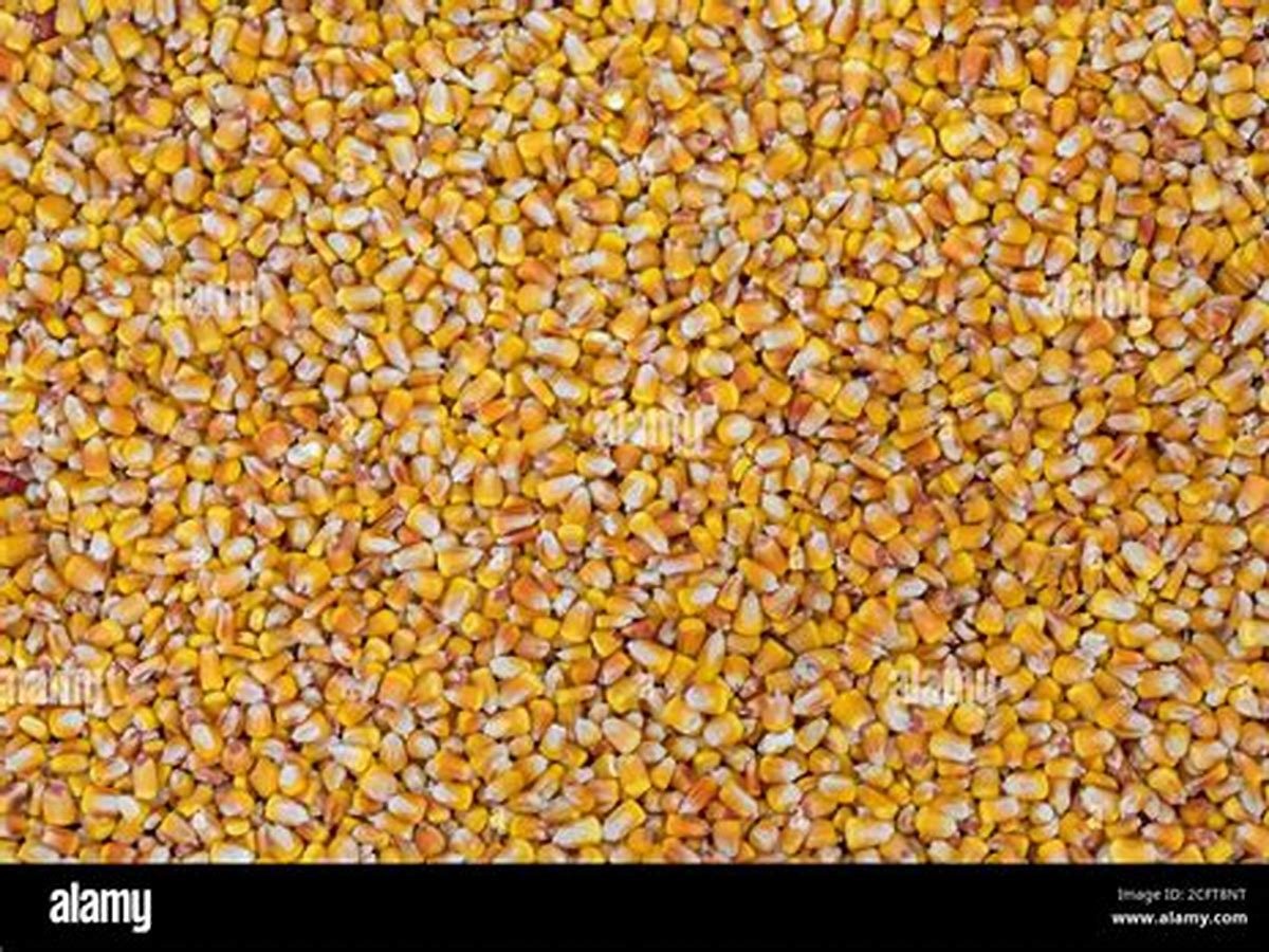 Yellow Maize