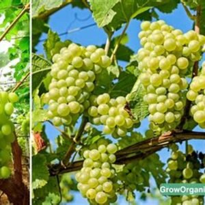 Thompson Seedless Grapes