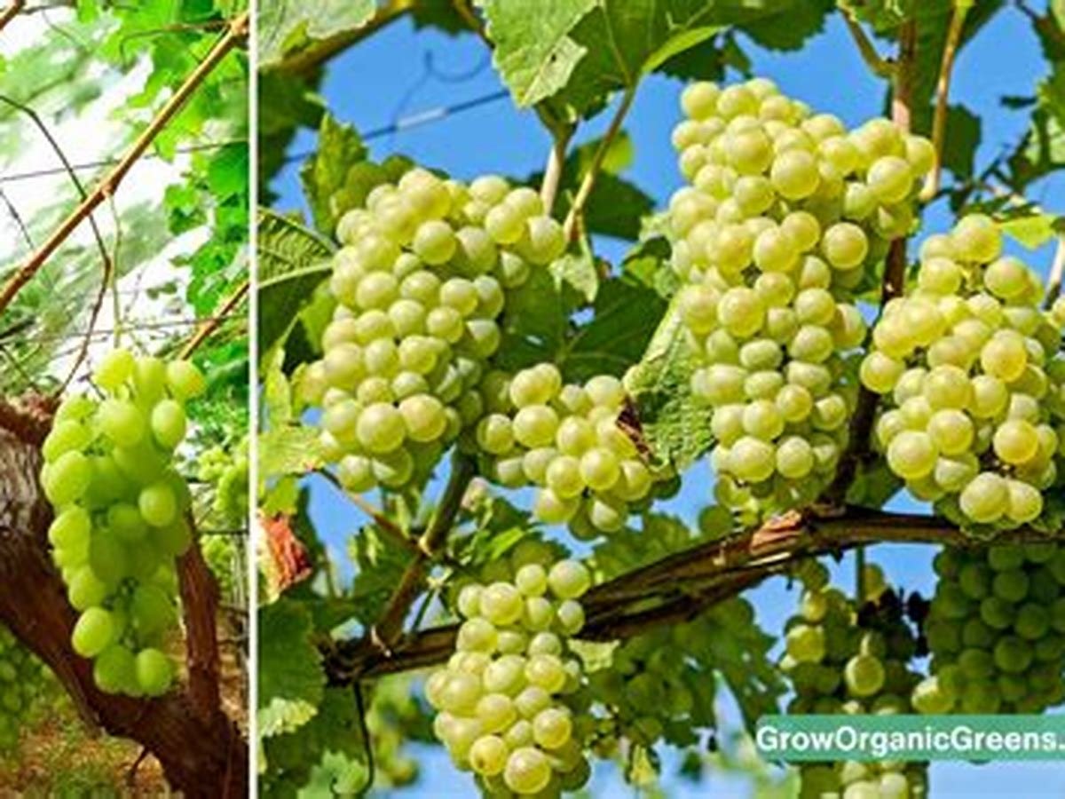 Thompson Seedless Grapes